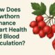 Illustration of Hawthorn tree and heart, highlighting Hawthorn's benefits for heart health and blood circulation.