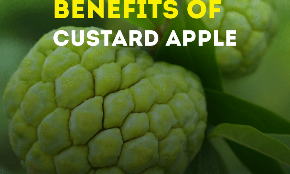 Flat-style digital illustration of a custard apple hanging on a tree with green leaves in the background.