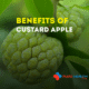 Flat-style digital illustration of a custard apple hanging on a tree with green leaves in the background.